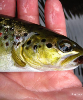 The river Léguer | Brittany Fly Fishing